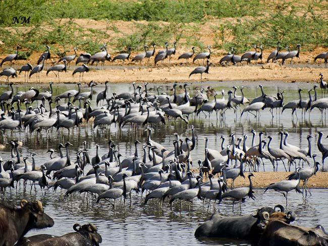 ����ף���Ⱥ