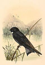 �׺�����