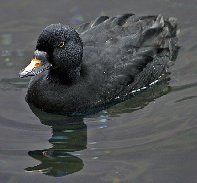 ����Ѽ�����ں���Ѽ