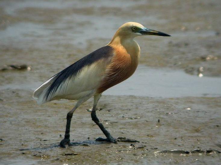 爪哇池鹭 爪哇池鹭的图片