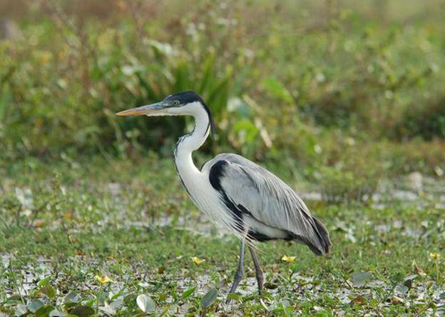 �ڹڰ׾��ص�ͼƬ