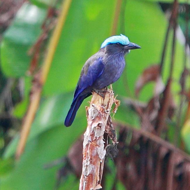 紫翅佛法僧 紫翅佛法僧的图片