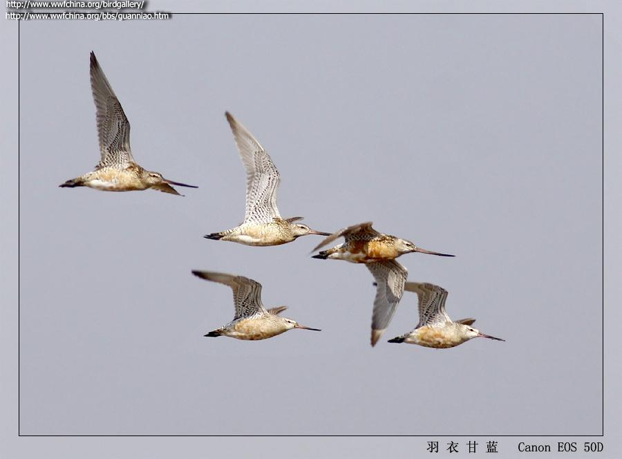 ��β����