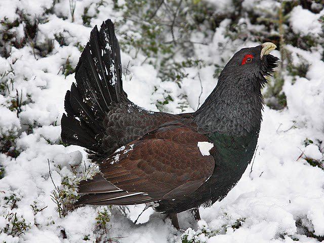 松鸡 松鸡的图片