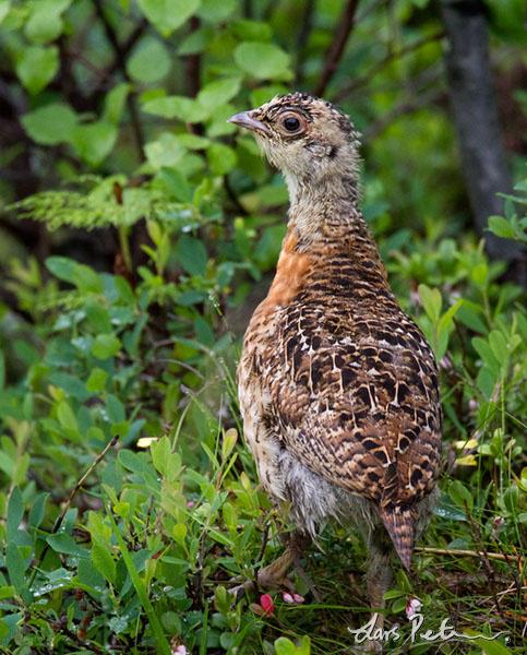 �ɼ�������