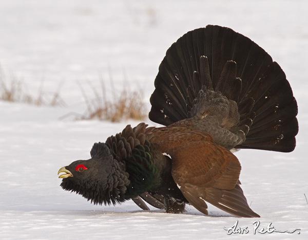 �ɼ�������