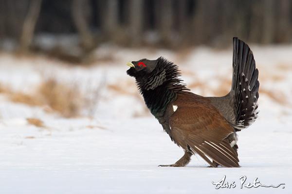 �ɼ�������