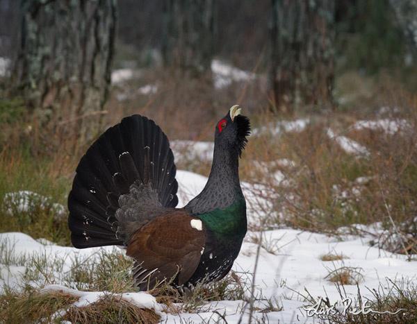 �ɼ�������