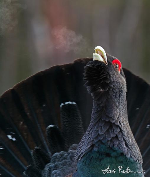 �ɼ�������