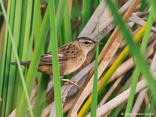 С��ݺ��ͼƬ