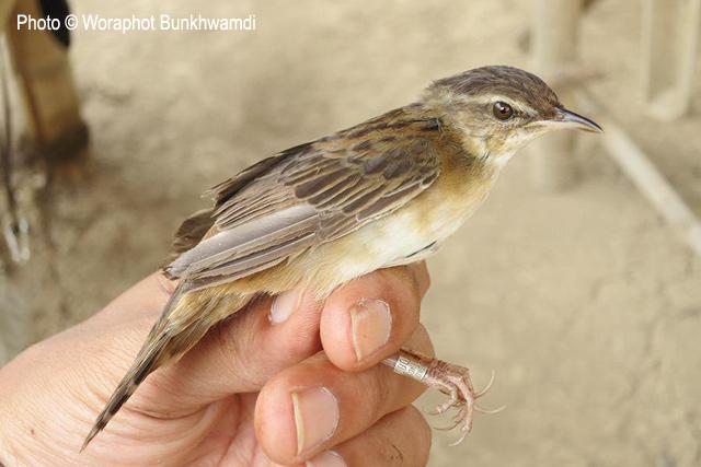 С��ݺ������̩����2013.03