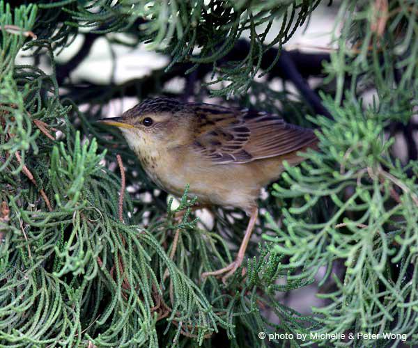 С��ݺ��������ۣ�2007.11