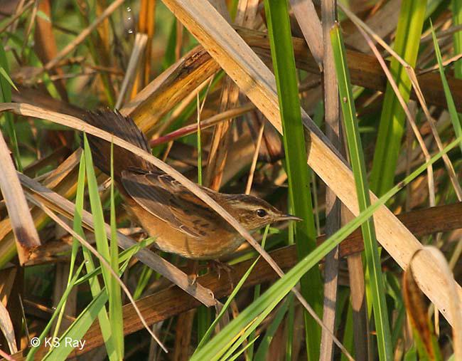 С��ݺ������ӡ�ȣ�2013.03