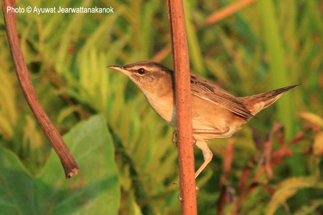 С��ݺ������̩����2013.02