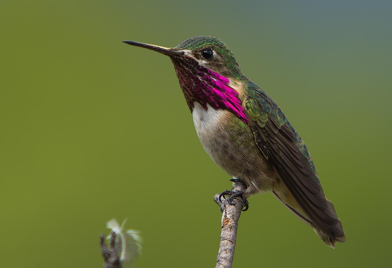 �Ƿ����ͼƬ