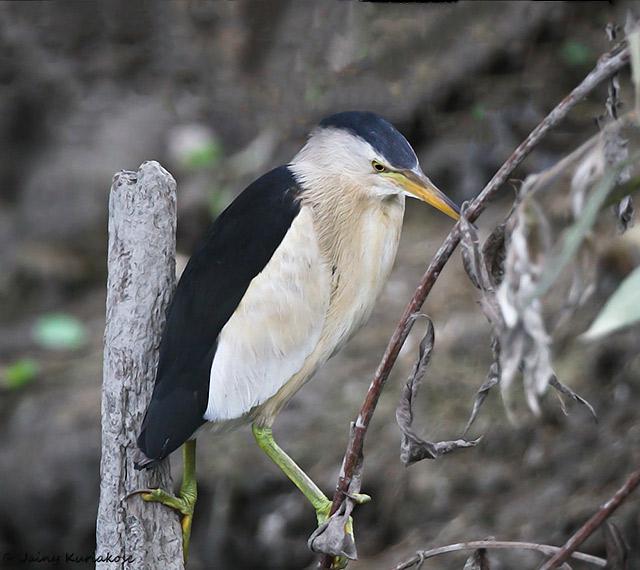 小苇鳽 小苇鳽的图片