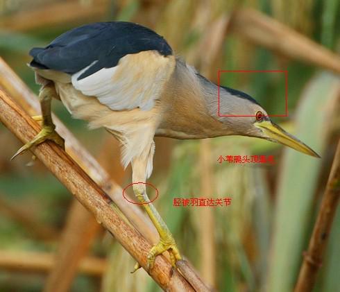 Сέ�Z�����ں�ɫ���ֲ�����ֱ��ؽ�