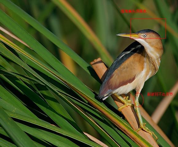 ��έ�Z���ֲ�����δ��ؽ�