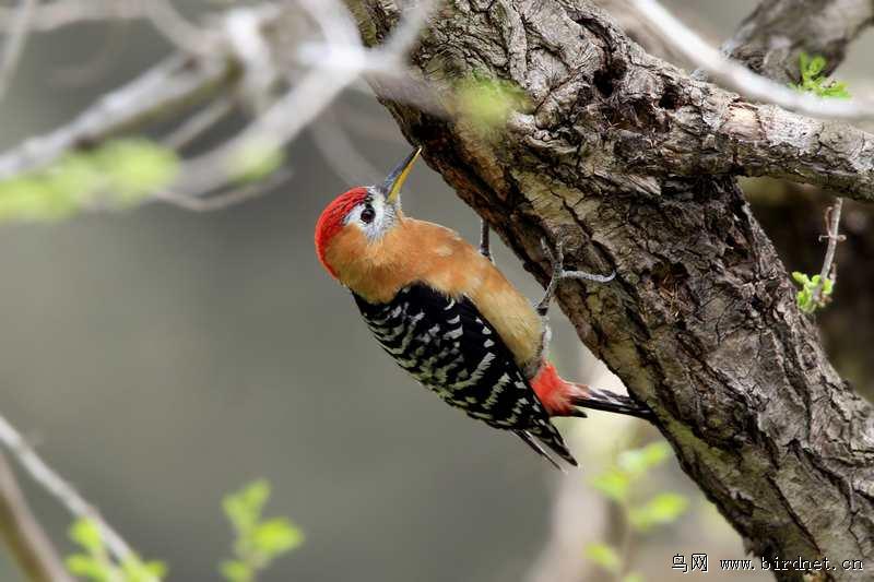 棕腹啄木鸟 棕腹啄木鸟的图片