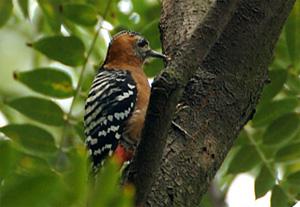 �ظ���ľ��