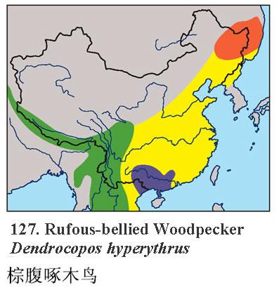 �ظ���ľ�񣺵����ֲ�ͼ