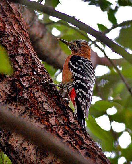 �ظ���ľ��