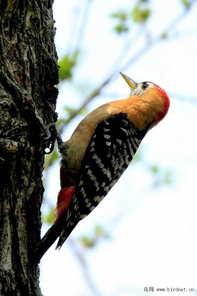 �ظ���ľ��������Ӱ��������