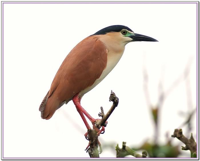 ��ҹ�ص�ͼƬ