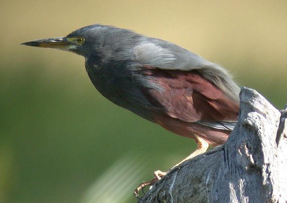 �ظ�����