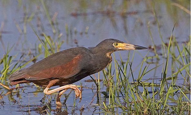 �ظ�����