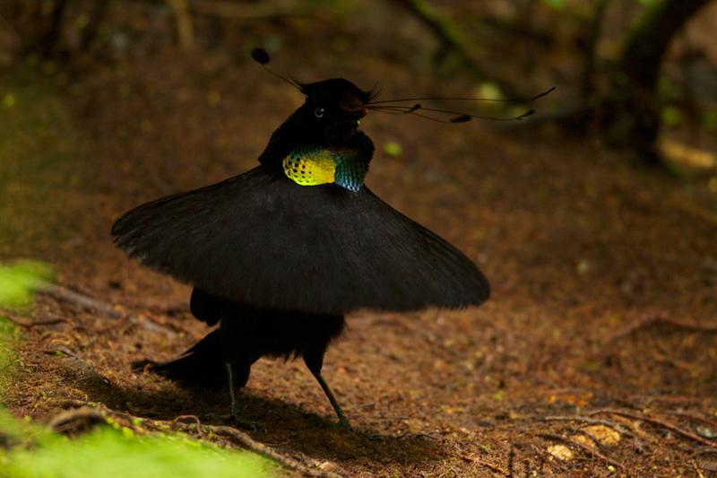 �������߷����ͼƬ