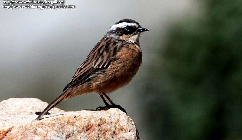 褐岩鹨 褐岩鹨的图片