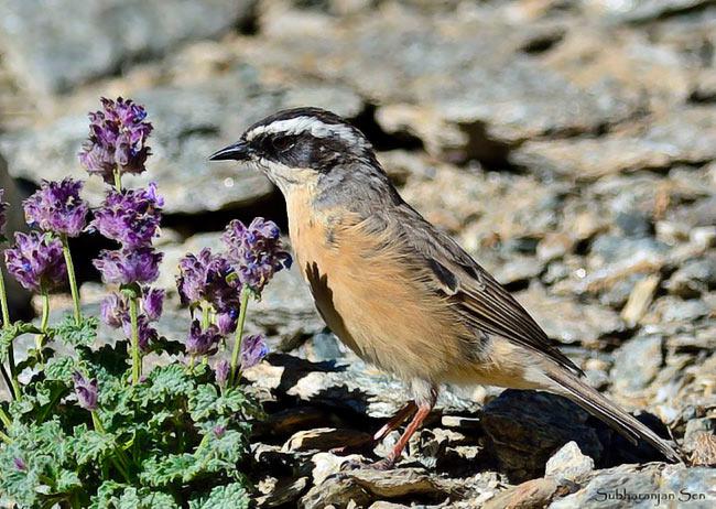 ������ָ������