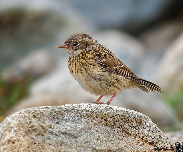 ������ָ�����֣�����