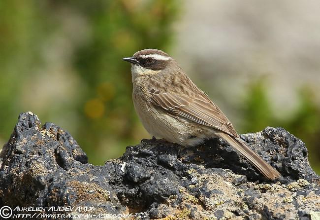 �����Ҷ�������