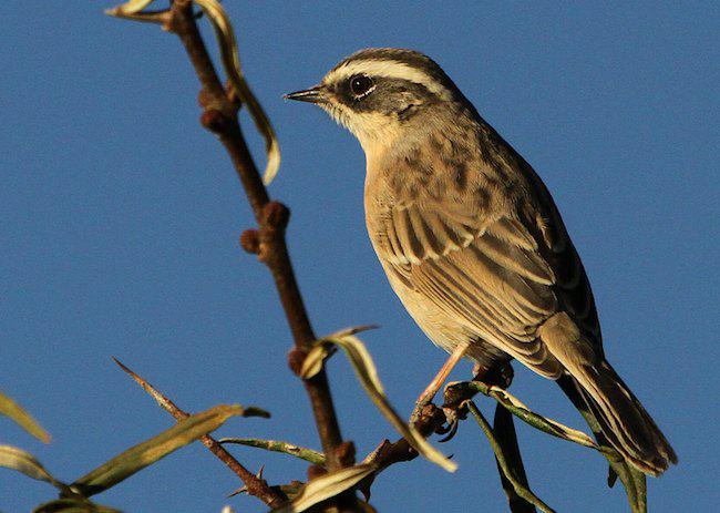 ������ָ������