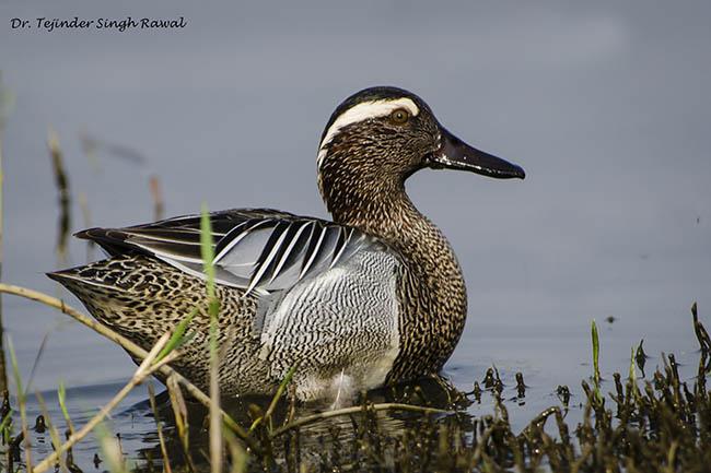 ��üѼ��ͼƬ