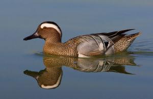 ��üѼ������