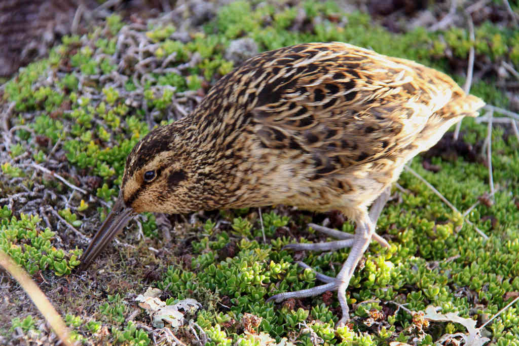 ���ϼ�ɳ׶��ͼƬ