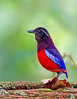 ���ذ�ɫ���