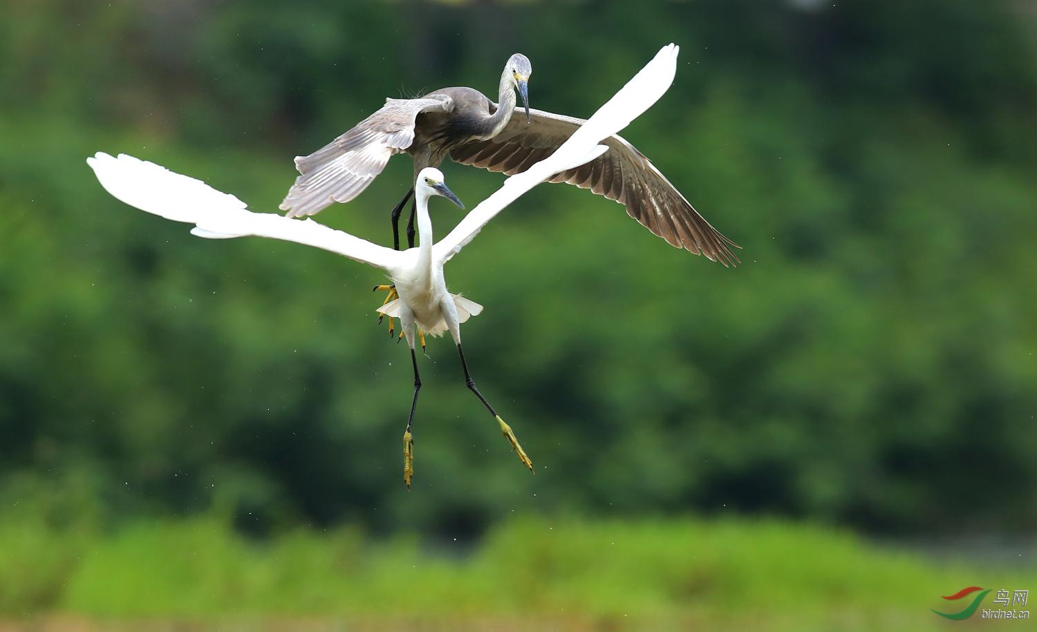 С���أ���ɫ�����ɫ�ͣ���Ӱ��������