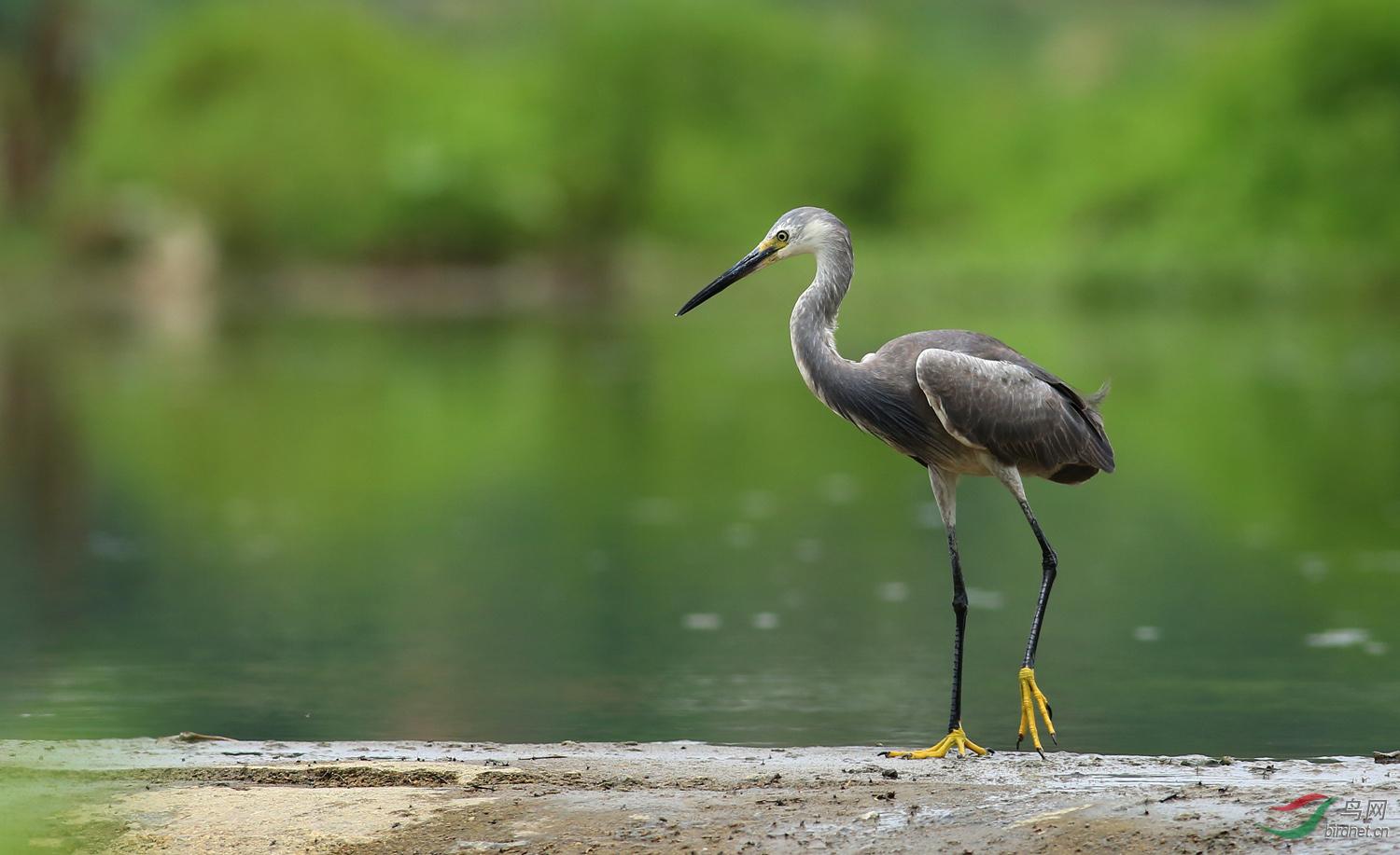 С���أ���ɫ�ͣ���Ӱ��������