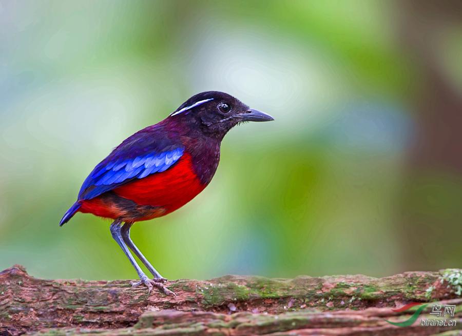 �ڹڰ�ɫ��ͼƬ