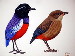 �ڹڰ�ɫ𴣺��̬����ͼ