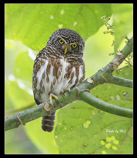 鸺鹠属 鸺鹠属的图片