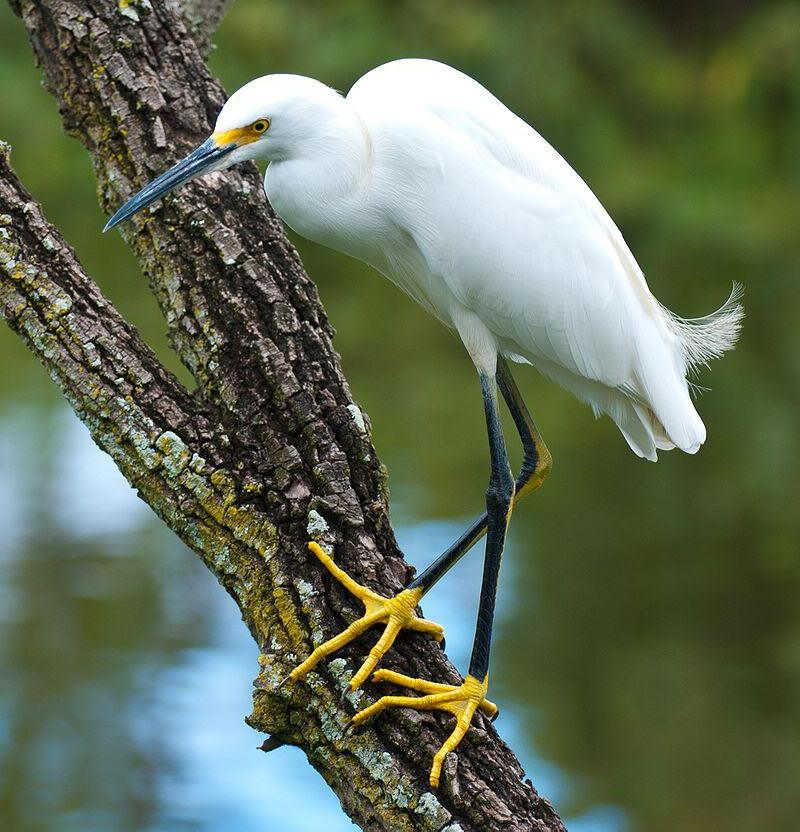 雪鹭 雪鹭的图片
