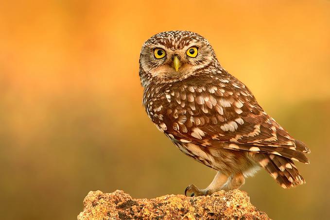 小鸮属 小鸮属的图片