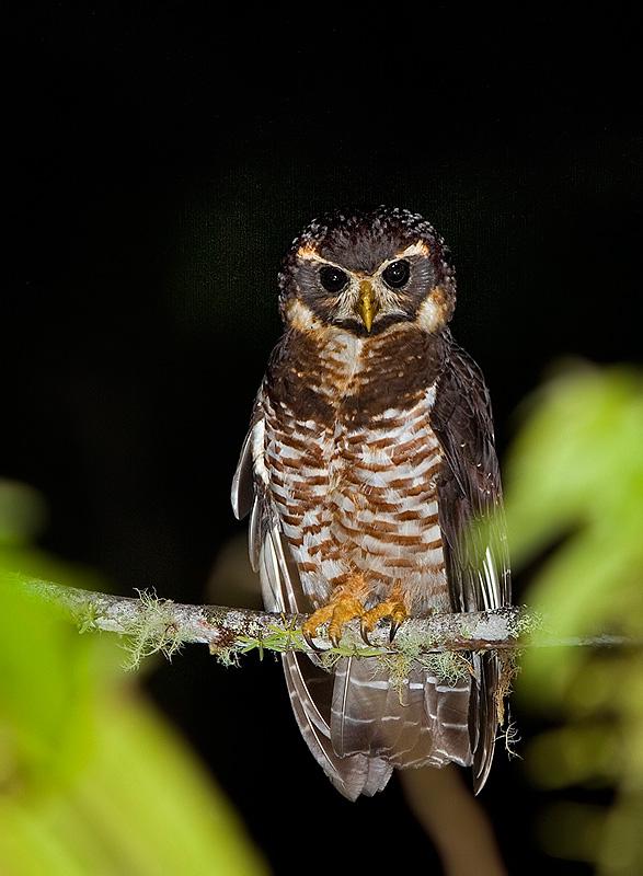 斑腹眼镜鸮 斑腹眼镜鸮的图片