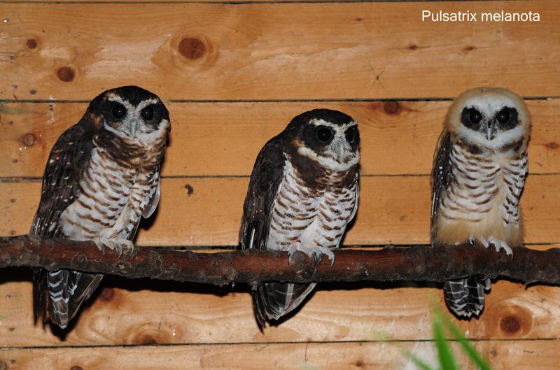 �߸��۾��^�������󣩺��������ң�