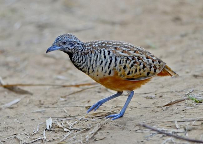 ����ֺ�ȣ�����